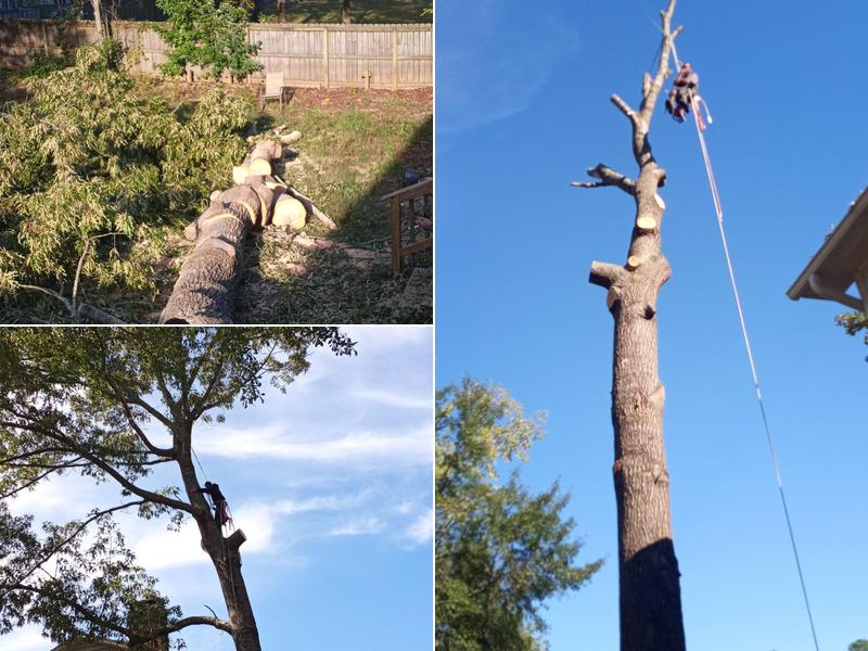 Watson Tree Removal
