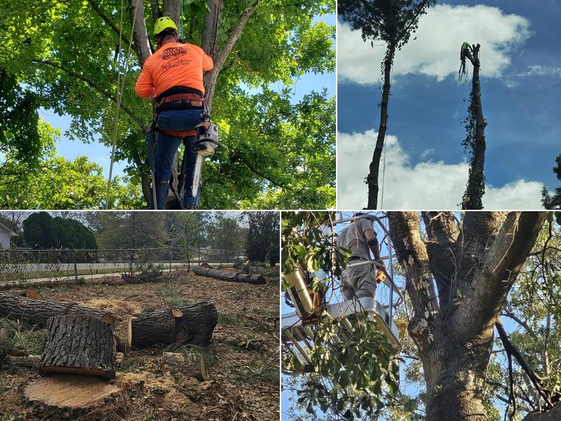 Mike Carroll Tree Service and Construction