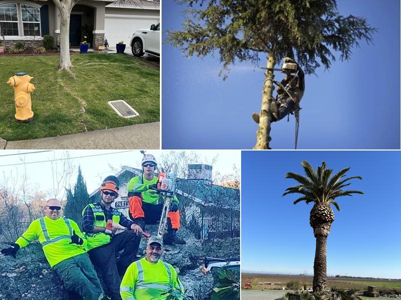 Amador Tree Service