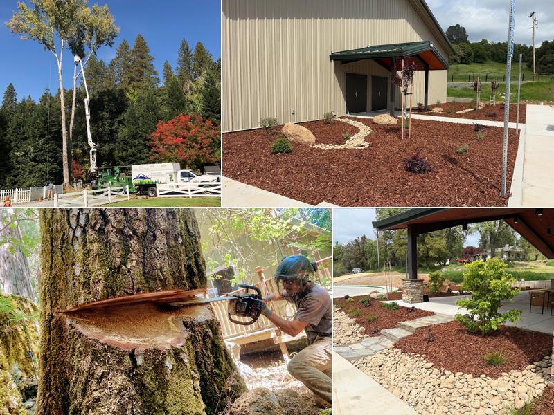 Alley Tree & Landscape
