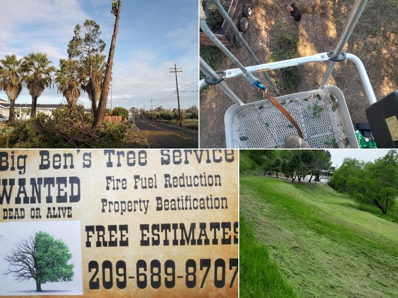 Big Bens Tree service