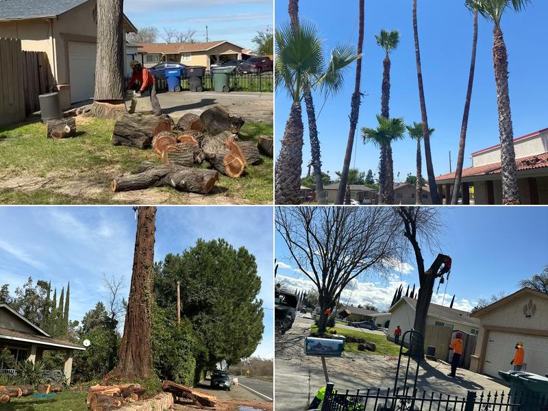 Discovery Tree Care, Inc.