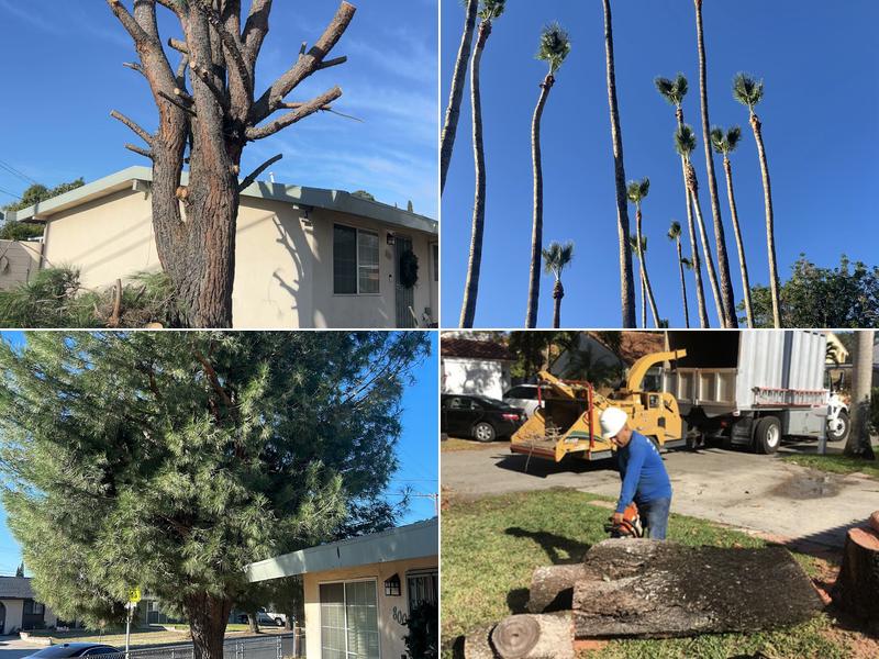 Davidson tree service