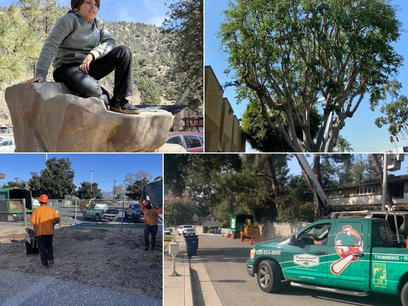 Shades of Green Tree Service