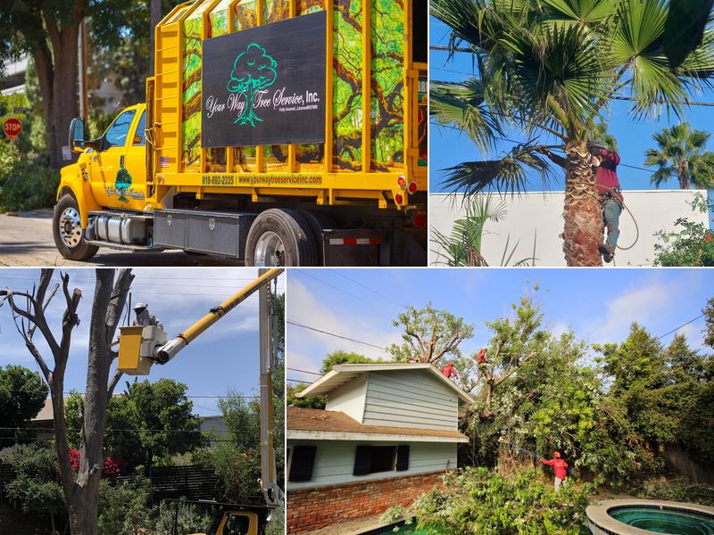 Gonzalez Landscaping and Tree Service