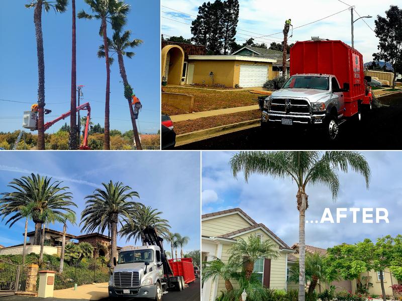 Jorge Salinas Tree Service