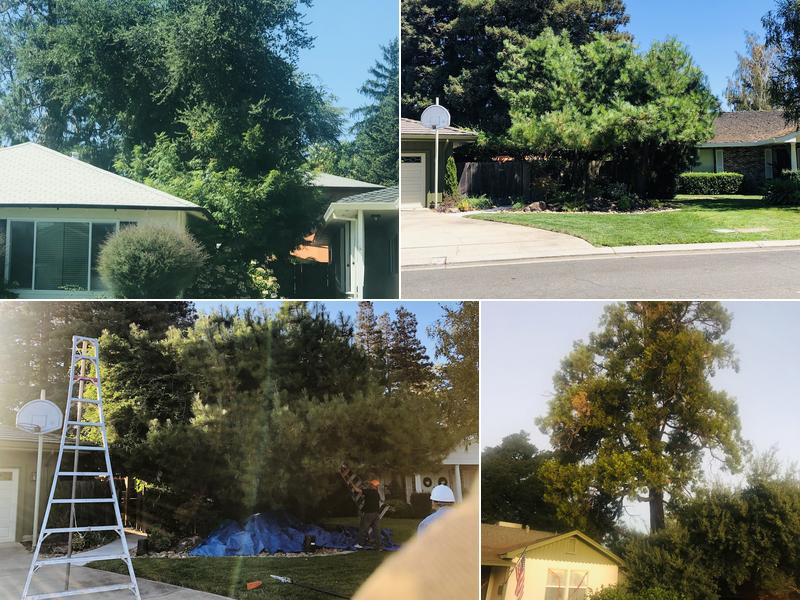 Santana's Tree Trimming