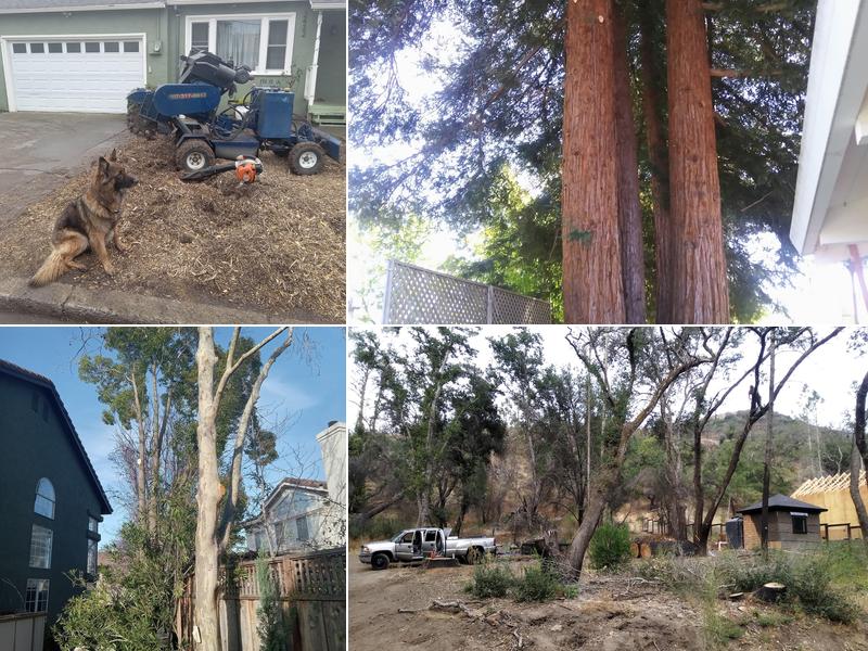 ASAP STUMP REMOVAL & TREE SERVICE