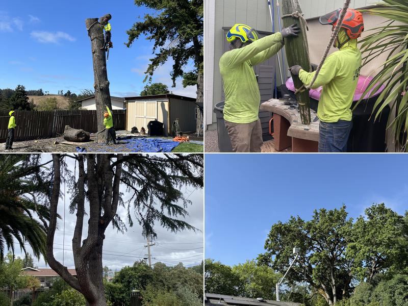 Vema Tree Service