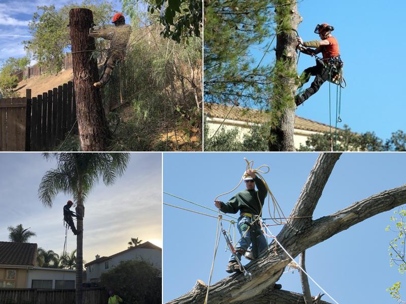 ASAP Tree Service