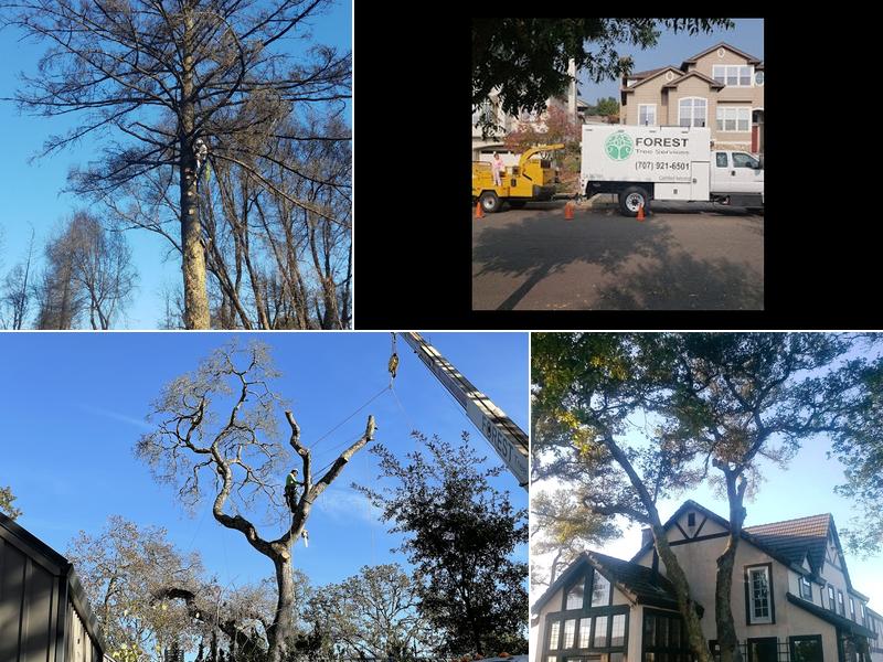 Forest Tree Services Inc.