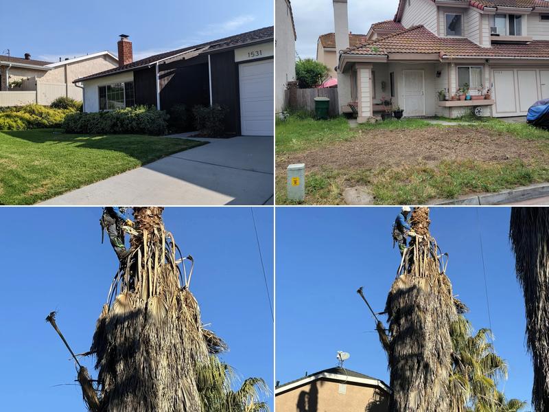 Tree of Righteousness Tree service