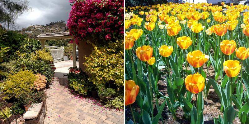 Natural Aspect Gardenscape