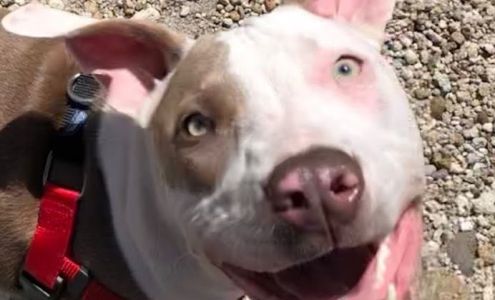 Ruffino's Landscape 308 St Michael Ct B, Chico California 95973