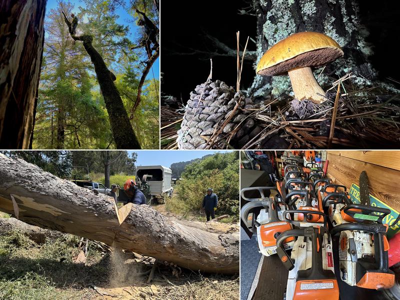 Evergreen Tree Service