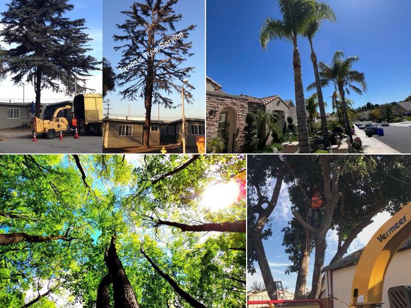 Tavite's Tree Service