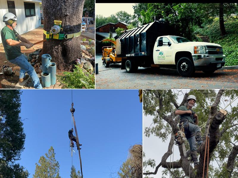 Am/Pm Tree Service, Inc.