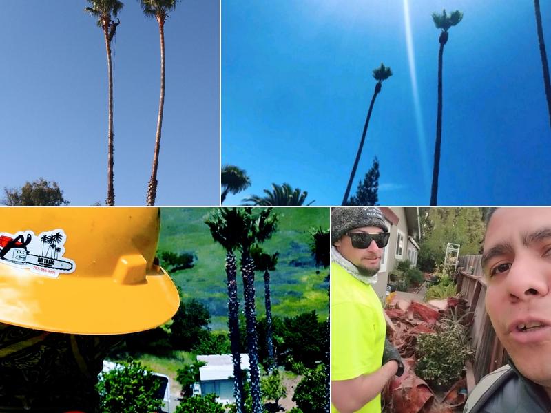 Bay to Sac Tree Services