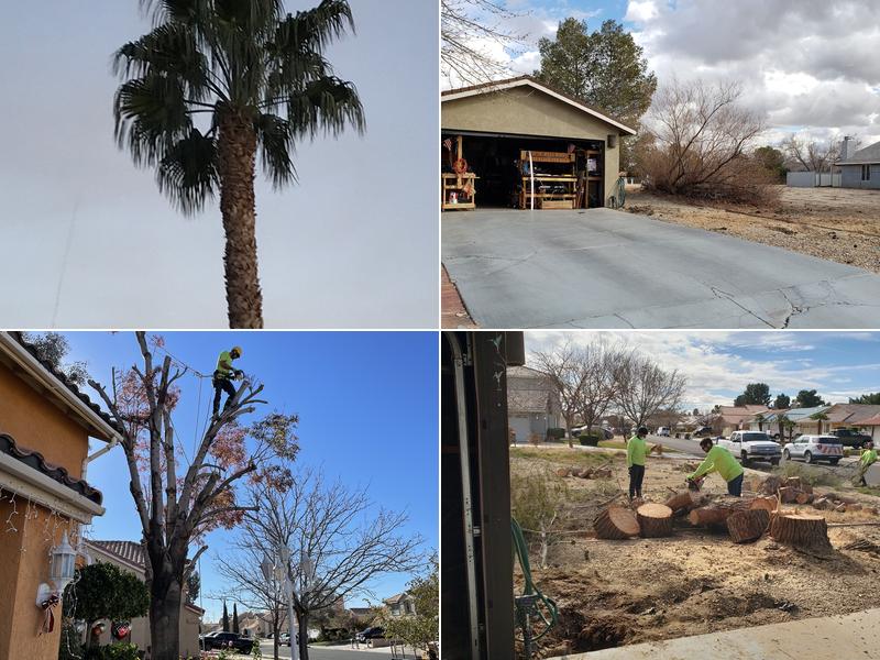 R & J Tree Service, Inc