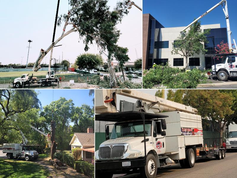 Cut Rite Tree Service Fresno