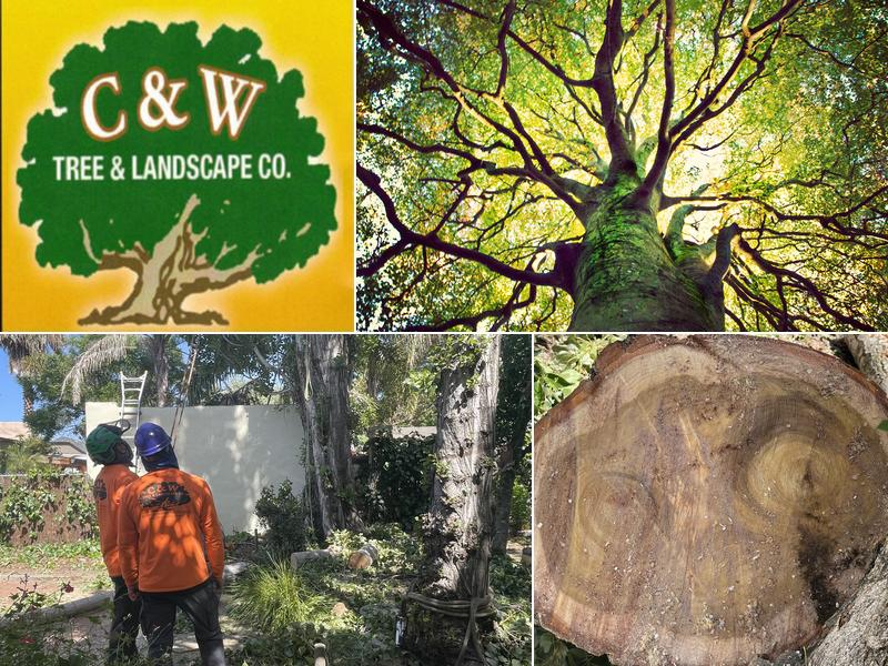 C&W Tree & Landscape Co