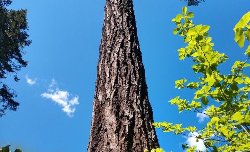 Briston Walker Firescaping 19111 Meadow Creek Ln, Montgomery Creek California 96065