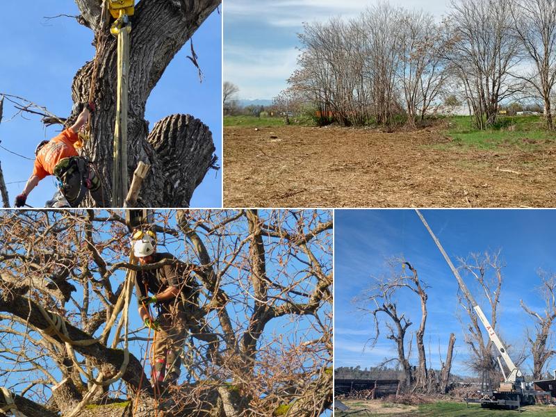 Sierra Vista Vegetation Removal & Tree Service