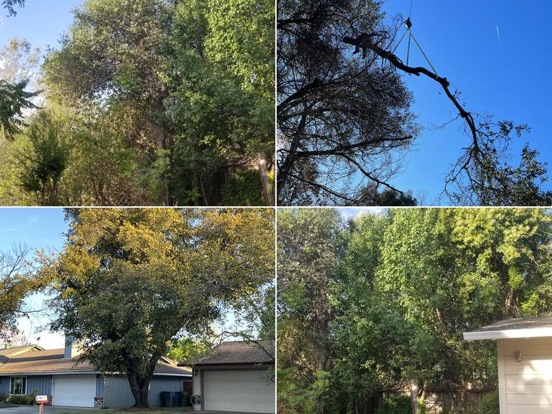 Redding Tree Service, Inc