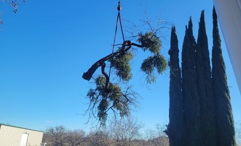 Tree Of Eden Tree Services