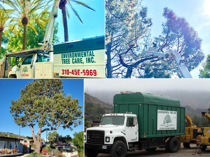 Environmental Tree Care