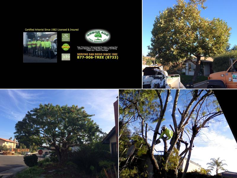 Arbor Age Tree Services