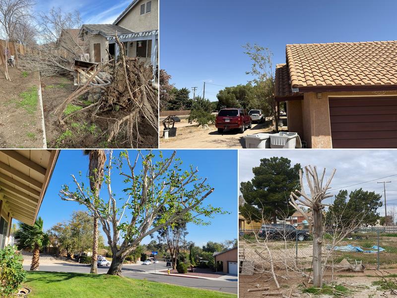 All American Tree Service