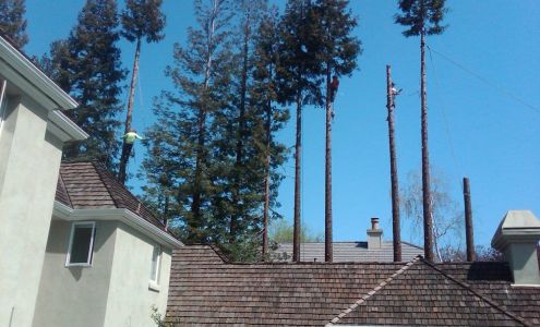 Dream Green Bay Area Tree and Landscaping Experts