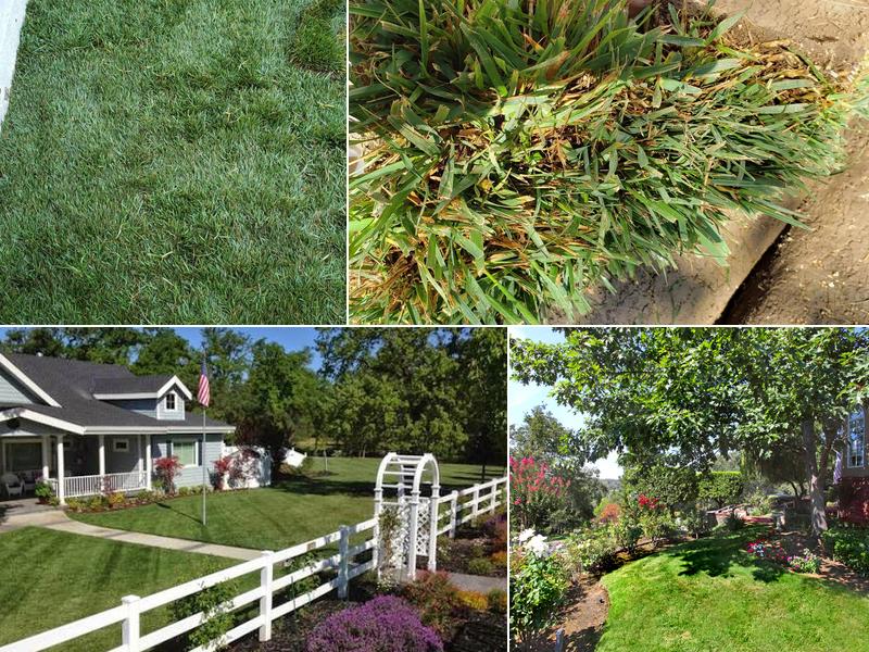 Bell Sod and Hydroseed