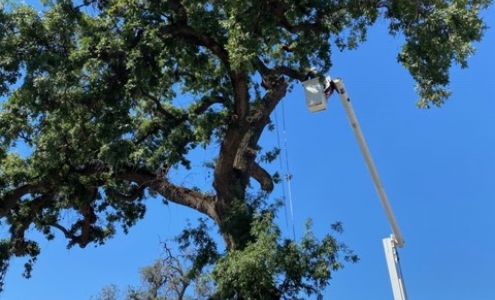 Evergreen L & S, Inc. - Tree Division