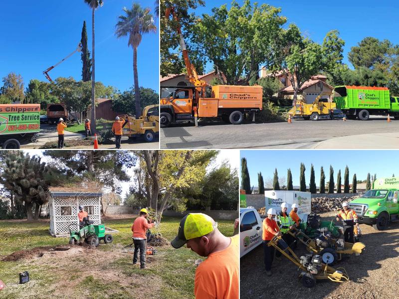 Chad’s Chippers Tree Service