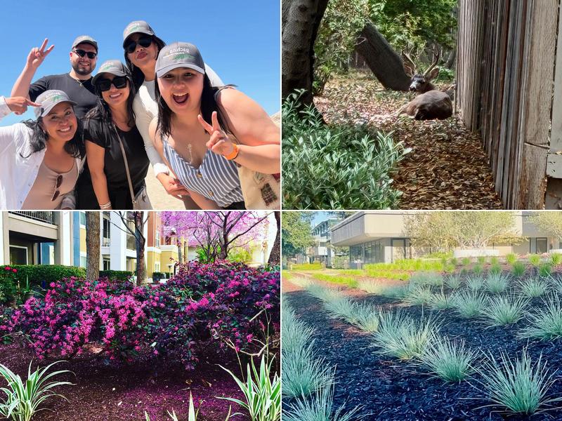 Gachina Landscape Management