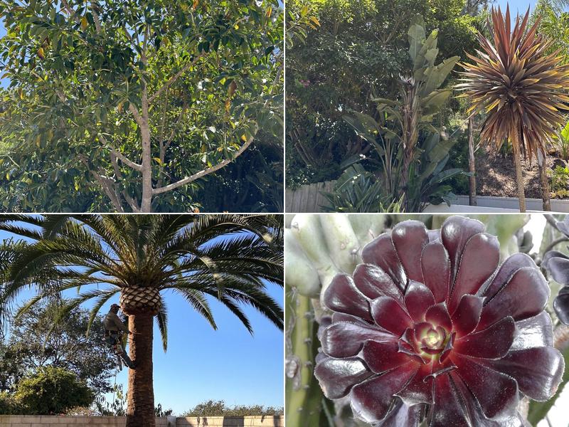 Three Brothers Tree Services