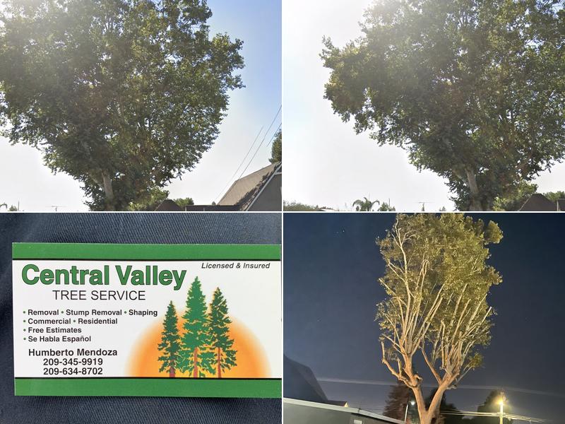 Central Valley Tree Services