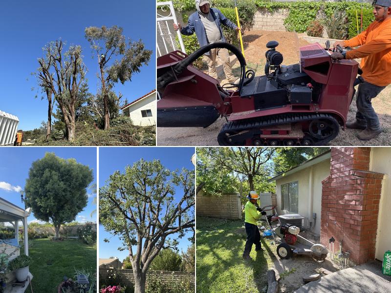 Pelletier Tree Service & Brush Clearance