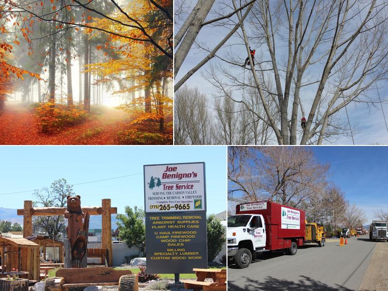 Joe Benigno's Tree Services, Inc.