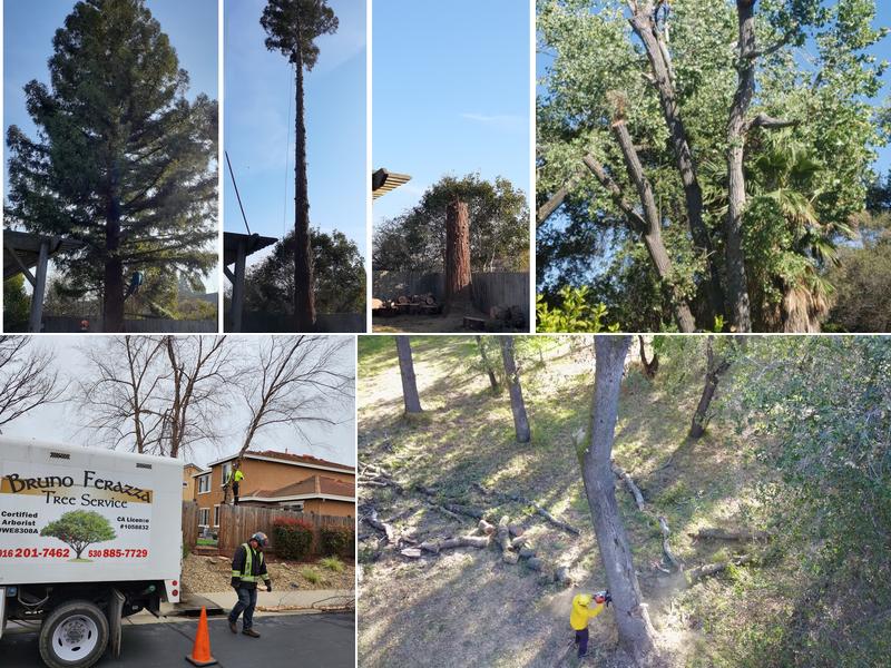 Bruno Ferazza Tree Service