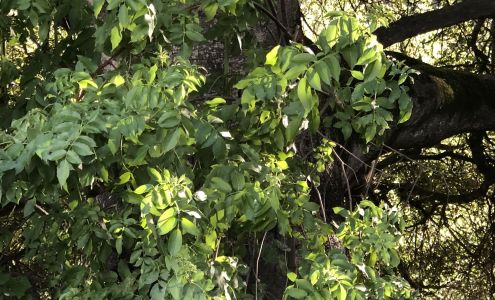 Guardado's Landscape