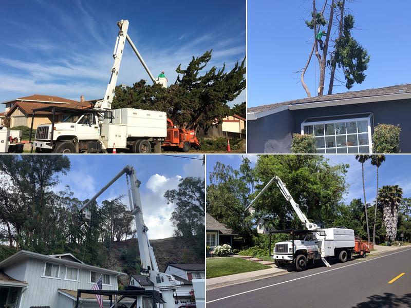 Saunders Tree Service Inc