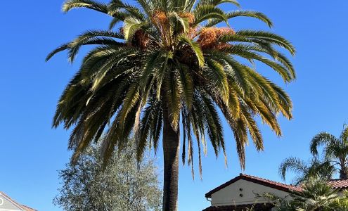 Green Roots Tree Care