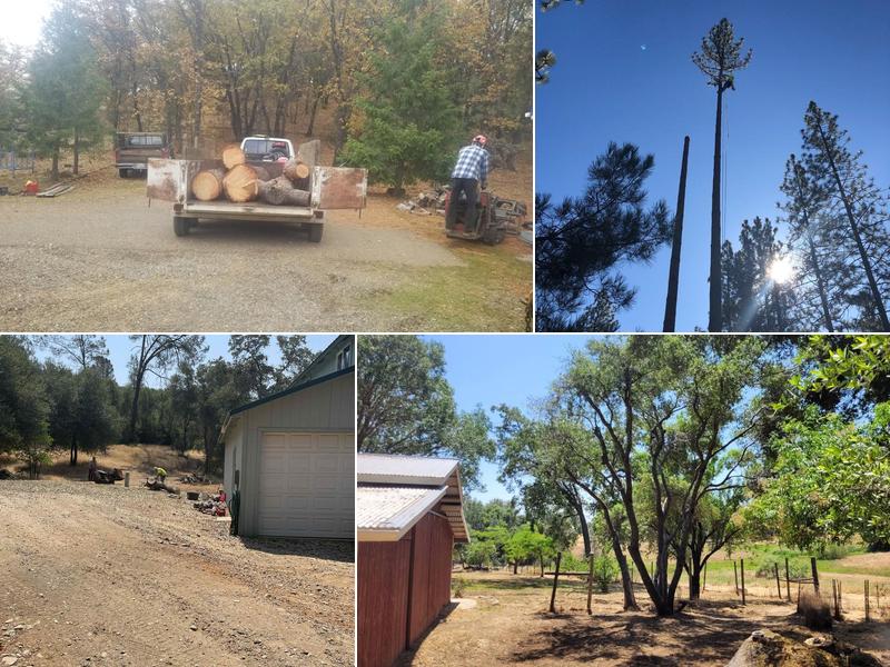 Goodman & Cole Tree Service