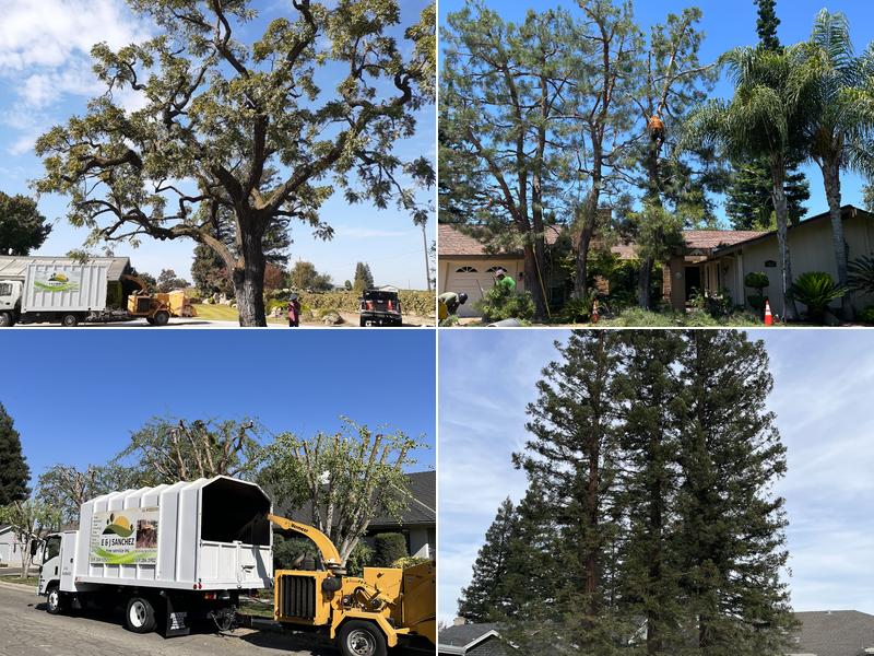 E&J Sanchez Tree Service
