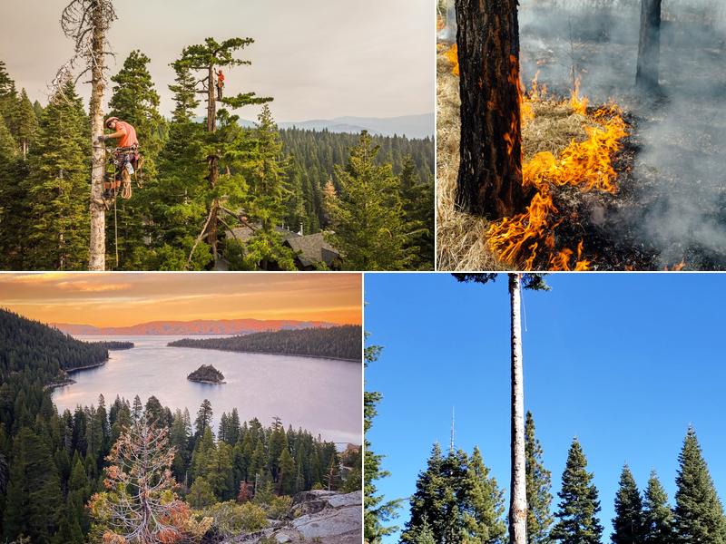 Timberwolfe Tree Service