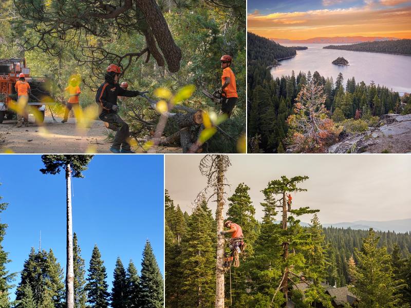 Timberwolfe Tree Service
