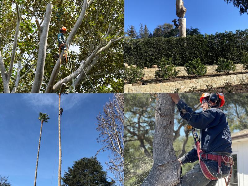 Maya's Tree Service